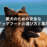秋田犬の餌の選び方とおすすめドッグフード