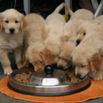 ゴールデンレトリバーの餌の選び方とおすすめドッグフード