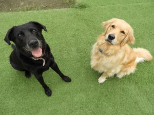 カークランドドッグフードの口コミ評判!成分や安全性をチェック