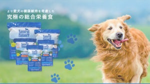 ナチュラルバランスドッグフードの口コミ・評判は?原材料や安全を解説