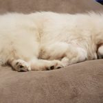 サモエドの餌の選び方とおすすめのドッグフード