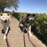 秋田犬の餌の選び方とおすすめドッグフード