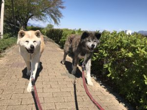 秋田犬の餌の選び方とおすすめドッグフード