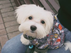 マルチーズの餌の選び方とおすすめドッグフード
