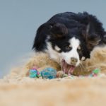 ボーダーコリーの餌の選び方とおすすめのドッグフード