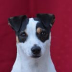 ジャックラッセルテリアの餌の選び方とおすすめのドッグフード