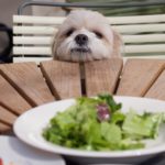 シーズーの餌の選び方とおすすめドッグフード
