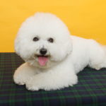 ビションフリーゼの餌の選び方とおすすめドッグフード