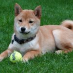 豆柴の餌の選び方とおすすめドッグフード
