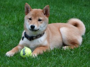 豆柴の餌の選び方とおすすめドッグフード